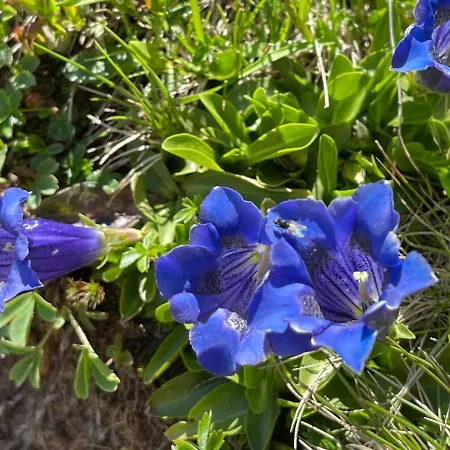 Haus Hubertus - Gaestehaus Sahler